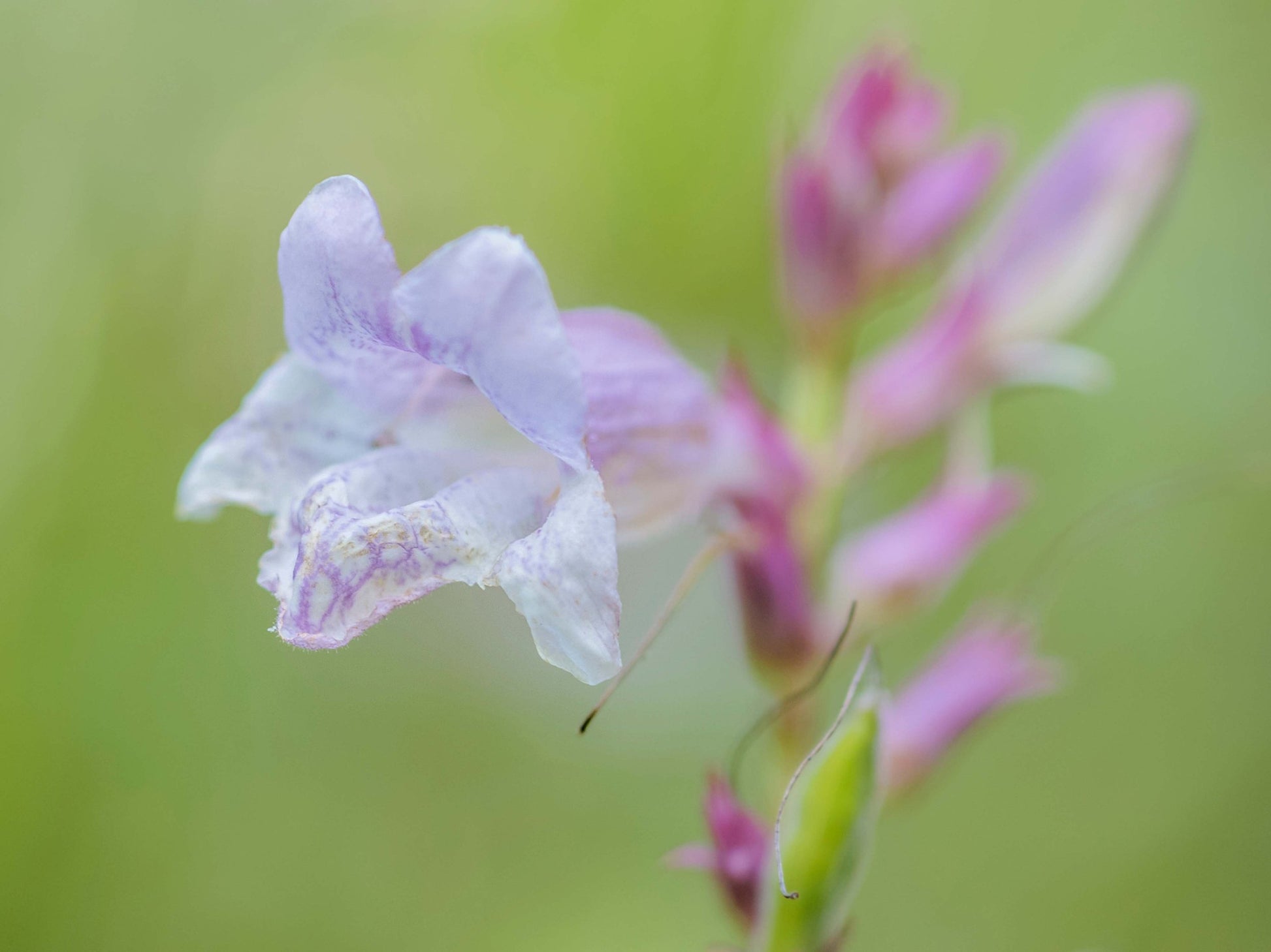 A close-up of a pale purple Skullcap (Scutellaria lateriflora) flower, offered as 200 seeds by Smoke Camp Crafts, shows soft petals and colorful buds against a blurred green background. Also called Blue or Mad Dog Skullcap, this is a native perennial.