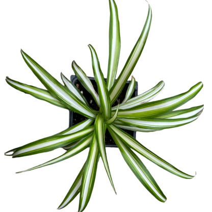 spider plant no stripes Variegated Spider Plant (Chlorophytum comosum 'Vittatum') in 2.5-inch Pot by Smoke Camp Crafts