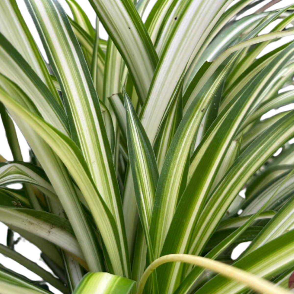 where can i find a spider plant Variegated Spider Plant (Chlorophytum comosum 'Vittatum') in 2.5-inch Pot by Smoke Camp Crafts