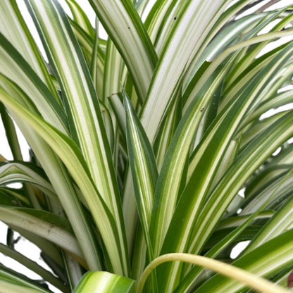 chlorophytum comosum cv spider plant Variegated Spider Plant (Chlorophytum comosum 'Vittatum') in 2.5-inch Pot by Smoke Camp Crafts