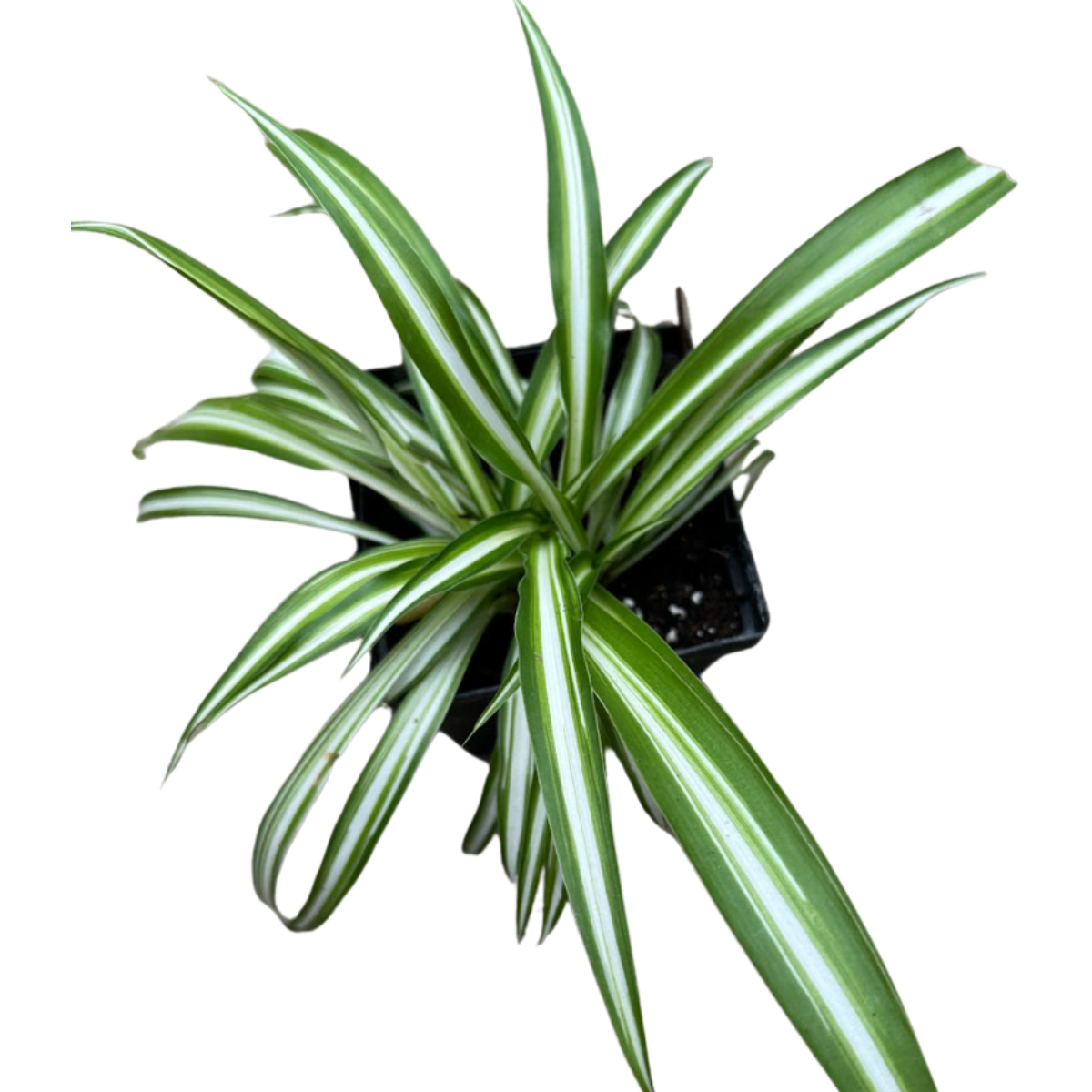 spider plant png Spider Plant, (Chlorophytum comosum) in a 2.5-inch pot