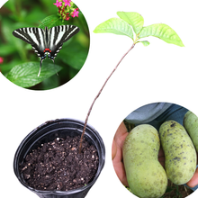 Pawpaw (Asimina triloba) Seedling by Smoke Camp Crafts - 12-18" Tall, 1-2 Years Old