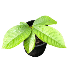 Pawpaw (Asimina triloba) Seedling by Smoke Camp Crafts - 12-18" Tall, 1-2 Years Old