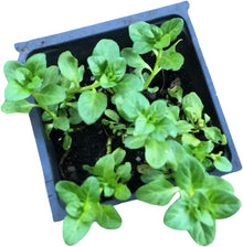 Pennyroyal (Mentha pulegium) Organic Live Plant in 2.5-inch Pot by Smoke Camp Crafts