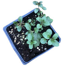 Mint Plant Variety Pack, 5 Organic Plants in 2.5-inch Pots - Spearmint, Peppermint, Orange Mint, Apple Mint, Chocolate Mint