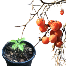 American Persimmon (Diospyros virginana) Tree Seedling by Smoke Camp Crafts- North American Native Fruit Tree