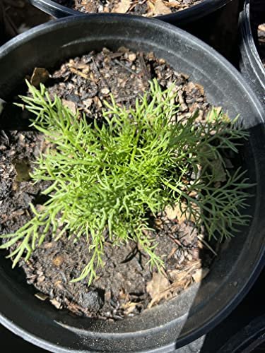 Roman Chamomile Seeds (Chamaemelum nobile) 1000 Organic Seeds (0.1 gram) by Smoke Camp Crafts - Perennial Chamomile