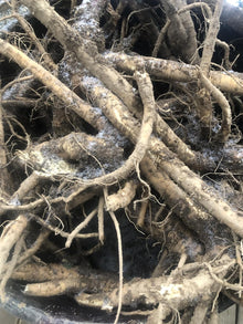 A close-up of earthy, freshly harvested Poke Root (Phytolacca americana) from Smoke Camp Crafts, 8 oz roots for tinctures and salves, shows tangled roots with dark soil and mold patches clinging to the surface.