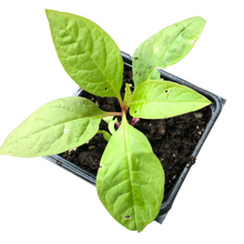Pokeweed (Phytolacca americana) Organic Plant in 2.5-inch Pot by Smoke Camp Crafts - Native Perennial Pollinator