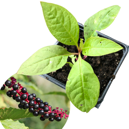 Pokeweed (Phytolacca americana) 75 Seeds (1 grams) Poke Berry