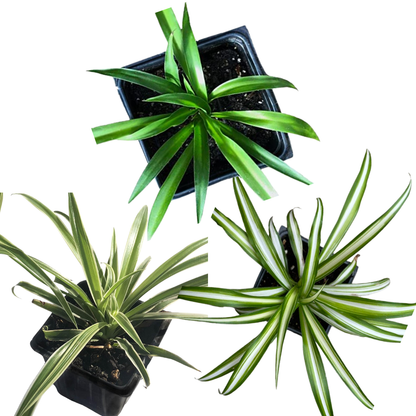 Organic Spider Plant Collection - Vittatum, Shamrock and Reverse Variegated Spider Plants in 2.5-Inch Pots