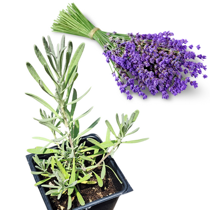 planting provence lavender Lavender, Provence (Lavandula x intermedia 'Provence') Organic Plant in 2.5-inch Pot by Smoke Camp Crafts