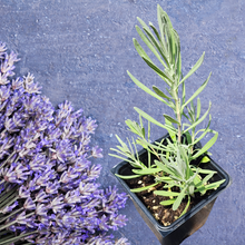 Lavender, Provence (Lavandula x intermedia 'Provence') Organic Plant in 2.5-inch Pot by Smoke Camp Crafts