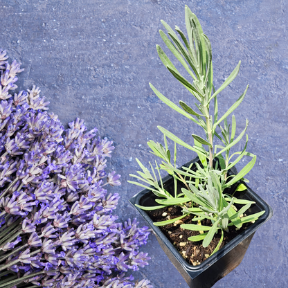 Lavender, Provence (Lavandula x intermedia 'Provence') Organic Plant in 2.5-inch Pot by Smoke Camp Crafts