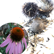 Purple Coneflower Seeds (Echinacea purpurea) 75 Organic Seeds (0.5 grams) - Native Pollinator Plant
