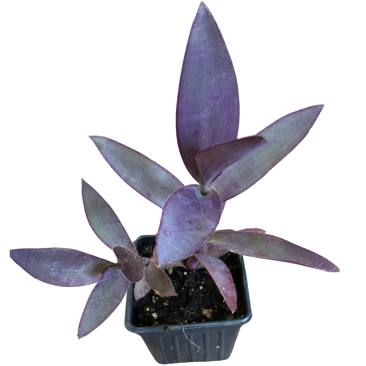 Purple Heart Plant, Tradescantia pallida, Live Plant in 3–4-inch Pot | ORGANIC