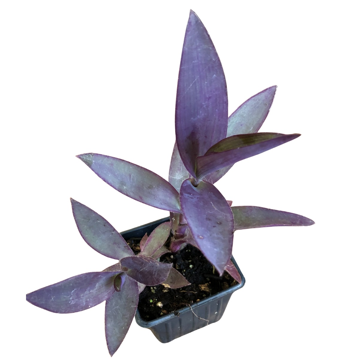 Purple Heart Plant, Tradescantia pallida, Live Plant in 3–4-inch Pot | ORGANIC