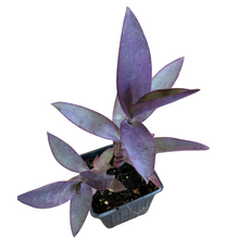 Purple Heart Plant, Tradescantia pallida, Live Plant in 3–4-inch Pot | ORGANIC