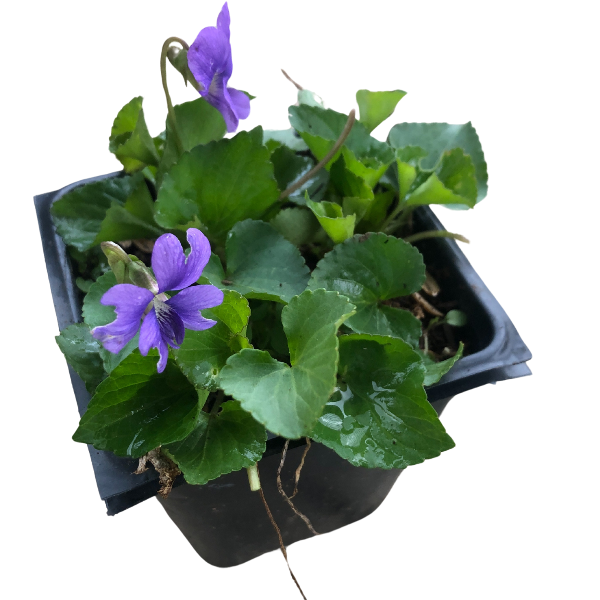 potted plant with small purple flowers Blue Violet (Viola sororia) Organic Plant in 2.5 in Pot by Smoke Camp Crafts
