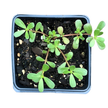 Purslane (Portulaca oleracea L.) Organic Plant in 2.5-inch Pot by Smoke Camp Crafts -