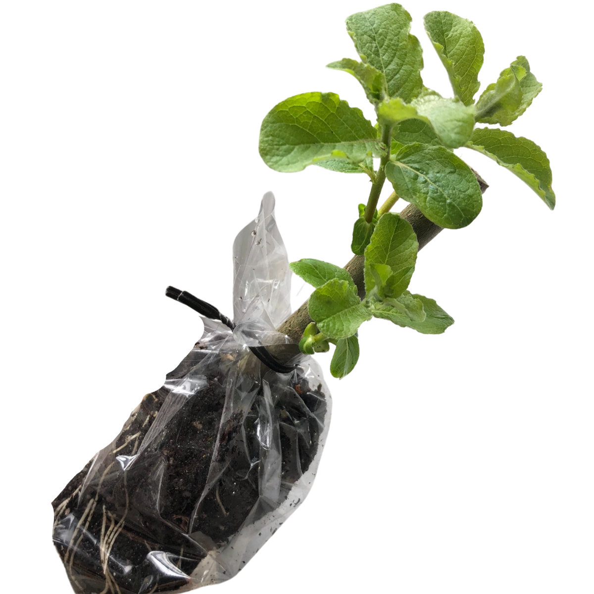 Willow, Pussy (Salix caprea) Organic Plant in 2.5-inch Pot by Smoke Camp Crafts - Easter Tree, Fast Growing Landscape Shrub