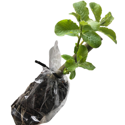 Willow, Pussy (Salix caprea) Organic Plant in 2.5-inch Pot by Smoke Camp Crafts - Easter Tree, Fast Growing Landscape Shrub