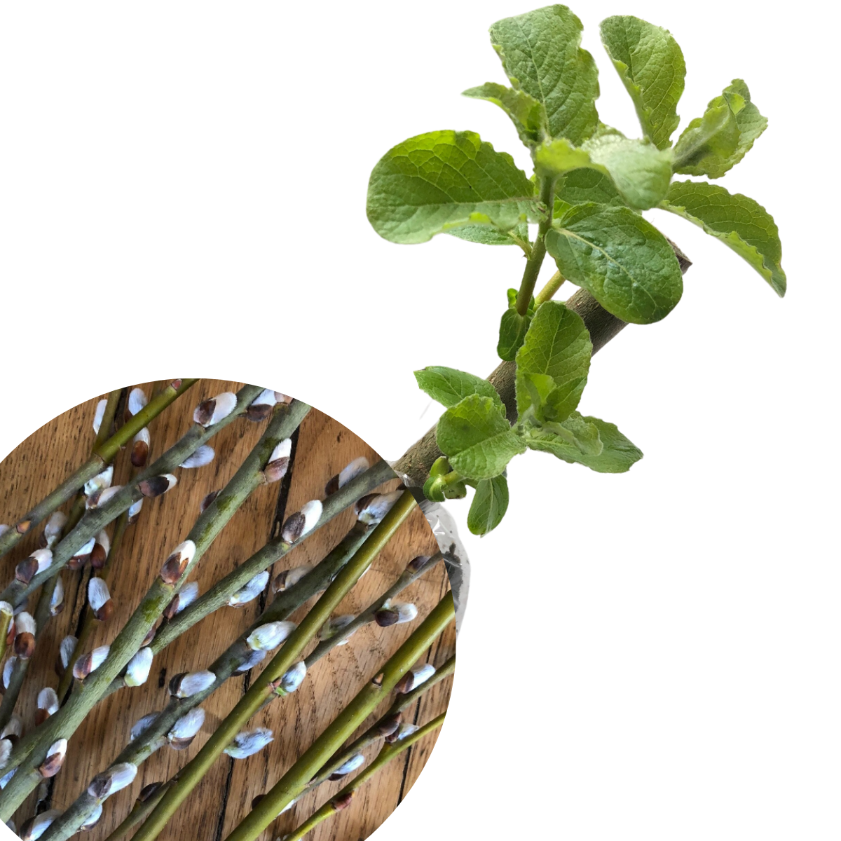 Willow, Pussy (Salix caprea) Organic Plant in 2.5-inch Pot by Smoke Camp Crafts - Easter Tree, Fast Growing Landscape Shrub