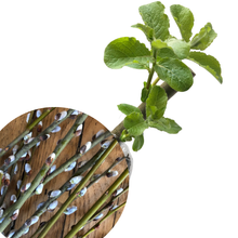 Willow, Pussy (Salix caprea) Organic Plant in 2.5-inch Pot by Smoke Camp Crafts - Easter Tree, Fast Growing Landscape Shrub
