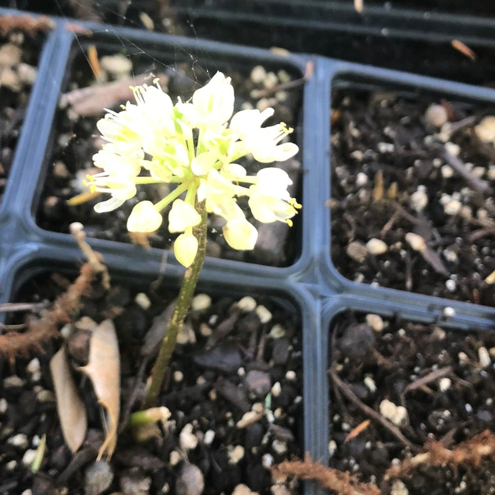 Ramps Plant, (Allium tricoccum) 2.5 inch Pot - Organic Wild Leek