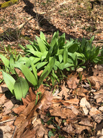 Ramp Jam - Wild Leek Jam 5 oz (142 oz) - An Appalachian Woodland Delight