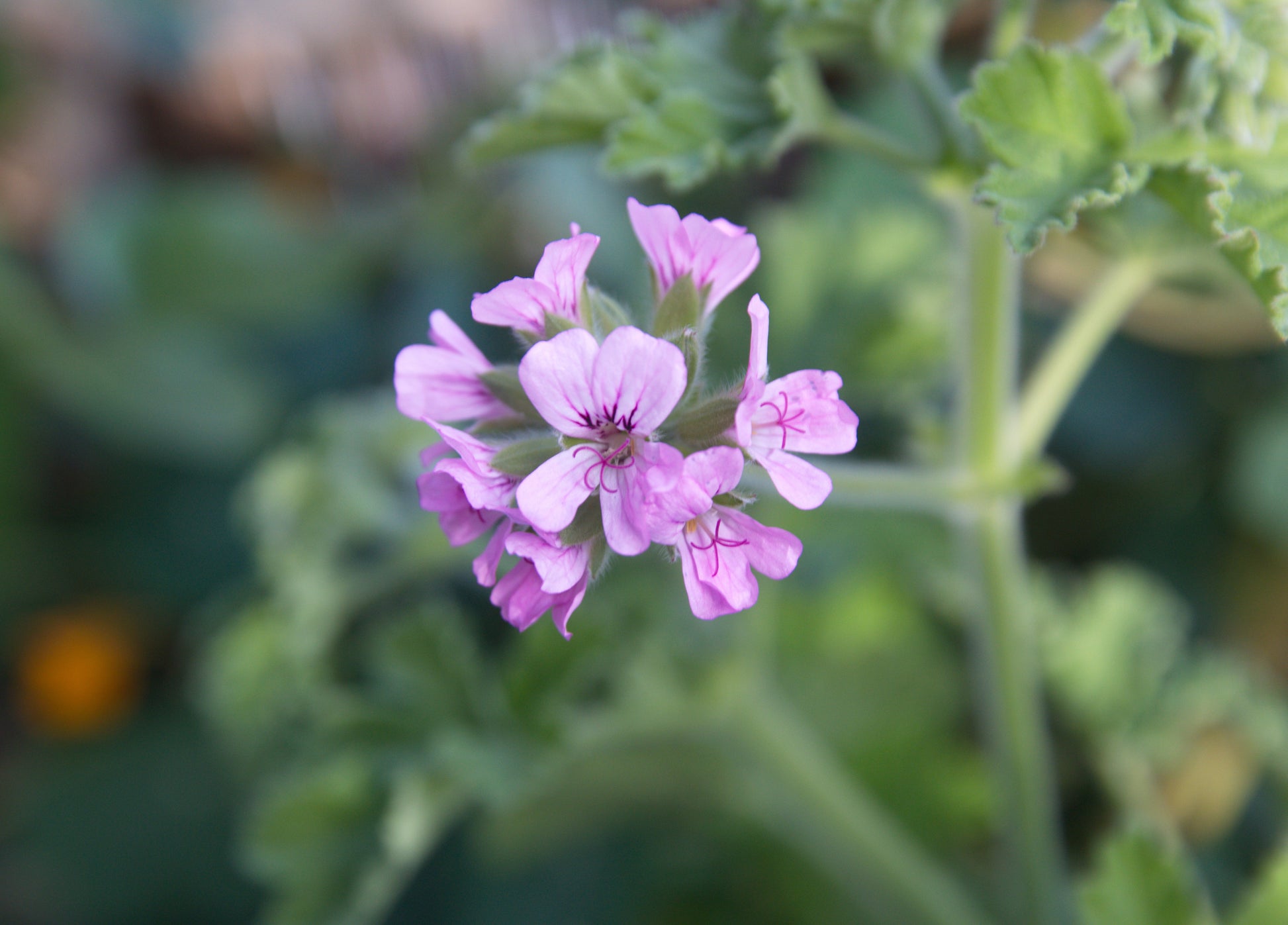 strongly scented pot plant Geranium Attar of Roses (Pelargonium capitatum) Live Plant in 2.5 inch Pot