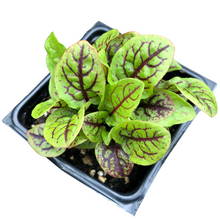 Red-Veined Sorrel (Rumex sanguineus) Organic Plant in 2.5-inch Pot by Smoke Camp Crafts - Bloody Dock - Edible Perennial