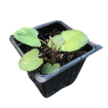 Golden Ragwort (Packera aurea) Organic Plant in a 2.5-Inch pot by Smoke Camp Crafts - Native Pollinator Plant - Golden Groundsel - Senecio aureus