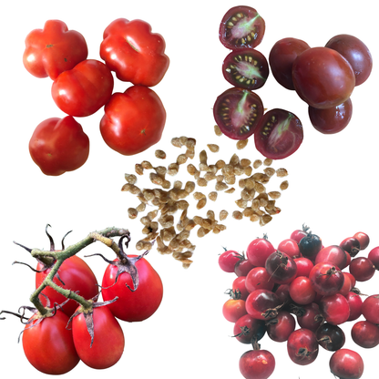 Five groups of mixed-shape red cherry tomatoes, plus a packet of Smoke Camp Crafts’ Cherry Tomato Red Cherry Mix organic seeds (150 seeds/0.5g), are arranged on a white background; some tomatoes are sliced to display their interiors.