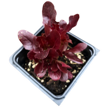 The Organic Lettuce, Red Salad Bowl (Lactuca sativa) Plant by Smoke Camp Crafts comes in a 2.5-inch pot—perfect for growing your own gourmet salad greens at home.