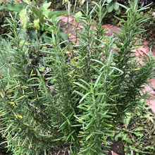 A close-up of a healthy rosemary plant, grown from Smoke Camp Crafts’ Rosemary (Salvia rosmarinus) 100 Organic Seeds, with green needle-like leaves thriving in a garden near a stone pathway.