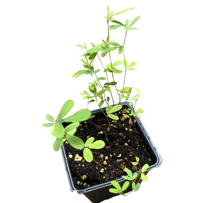 Roundhead Lespedeza (Lespedeza capitata) Organic Plant in 2.5-inch Pot by Smoke Camp Crafts - Roundhead Bush Clover, Rabbitfoot