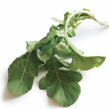 Organic Arugula Plant (Eruca vesicaria) - Live Arugula Plant in 2.5 inch Pot - Grow your own salad greens!