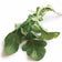 Arugula Plant (Eruca vesicaria) - Live Arugula Plant in 2.5 inch Pot - Grow your own salad greens!