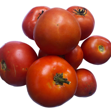 Homestead Tomato Seeds (Solanum lycopersicum) 150 Seeds (0.5 Grams)…