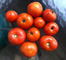 Homestead Tomato Seeds (Solanum lycopersicum) 150 Seeds (0.5 Grams)…