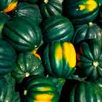 Table Queen Acorn Squash Seeds (Cucurbita pepo) 100 Seeds (10 grams) | ORGANIC Delicious, Sweet Winter Squash Seeds for Planting