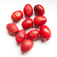 Spicebush (Lindera benzoin) 10 Organic Seeds for Planting - Wild Allspice, Spice Bush - Native Pollinator Shrub