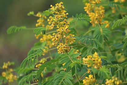 A close-up of Wild Senna (Senna hebecarpa), showing clusters of small yellow flowers and long green leaves, grown from 200 organic seeds (10 g) by Smoke Camp Crafts—a North American native pollinator plant—against a blurred green background.