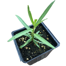 Showy Milkweed (Asclepias speciosa) Organic Plant in 2.5-inch Pot by Smoke Camp Crafts