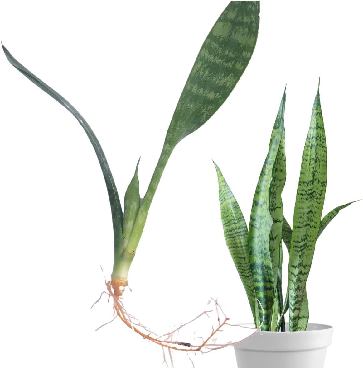 Organic Bare Root Snake Plant (Dracaena trifasciata) by Smoke Camp Crafts - Easy-to-Grow Starter House Plant -Mother-in-Law's Tongue, Sansevieria trifasciata