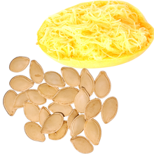 A halved spaghetti squash with yellow, stringy flesh is displayed above a pile of Smoke Camp Crafts’ Squash, Spaghetti (Cucurbita pepo) 30 Organic Seeds (4 grams), Vegetable Spaghetti Winter Squash, on a white background.