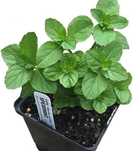 indoor mint plants for sale Mint Plant Variety Pack, 5 Plants in 2.5" Pots, Indoor Gardening Set