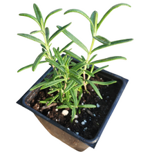The Rosemary, Spice Island (Salvia rosmarinus) Organic Plant by Smoke Camp Crafts comes in a 2.5-inch black plastic pot, featuring green needle-like leaves—an ideal culinary herb for kitchen gardens.