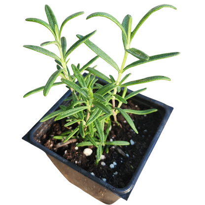 The Rosemary, Spice Island (Salvia rosmarinus) Organic Plant by Smoke Camp Crafts comes in a 2.5-inch black plastic pot, featuring green needle-like leaves—an ideal culinary herb for kitchen gardens.